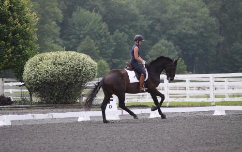 dressage horse for sale in New York United States 